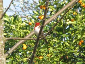 La Paulita