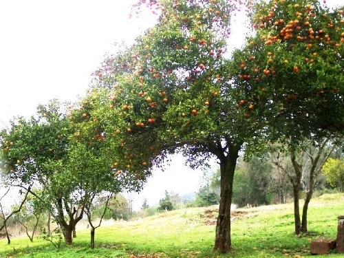 La Paulita